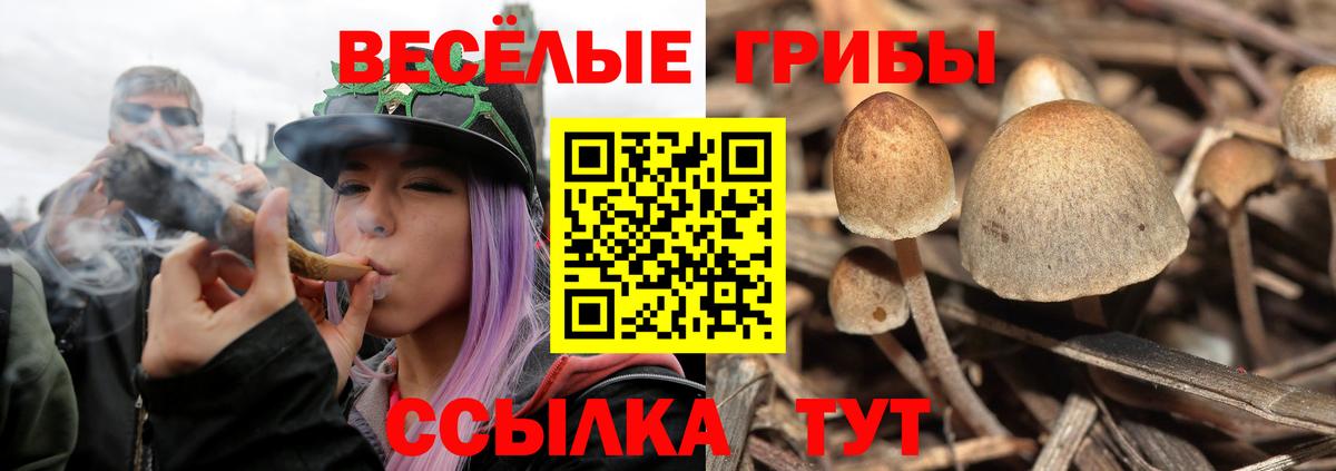 Тверь  Галлюциногенные грибы Psilocybine cubensis  Галлюциногенные грибы мухоморы  Вход с VPN 